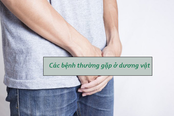 Tìm hiểu về các bệnh thường gặp ở dương vật nam giới?