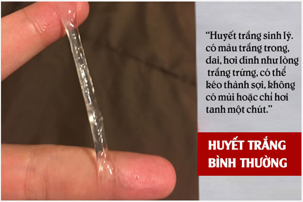 Huyet-trang-binh-thuong